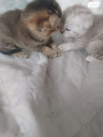 תמונת מודעה - חיות מחמד