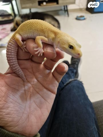 תמונת מודעה - חיות מחמד