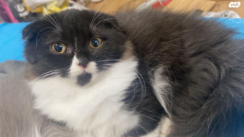 תמונת מודעה - חיות מחמד