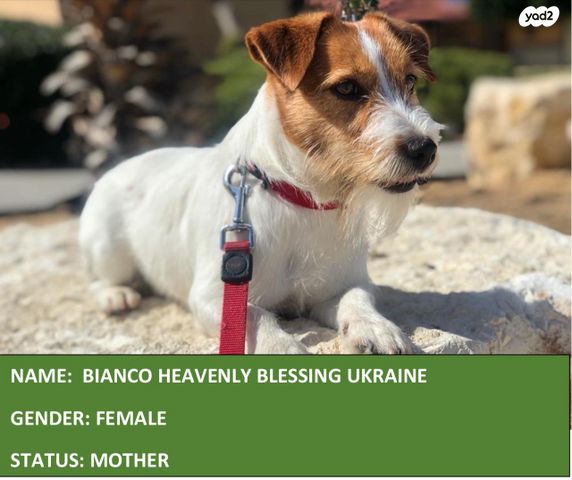 כלב ג'ק ראסל טרייר