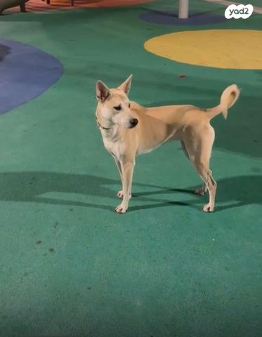 תמונת מודעה - חיות מחמד