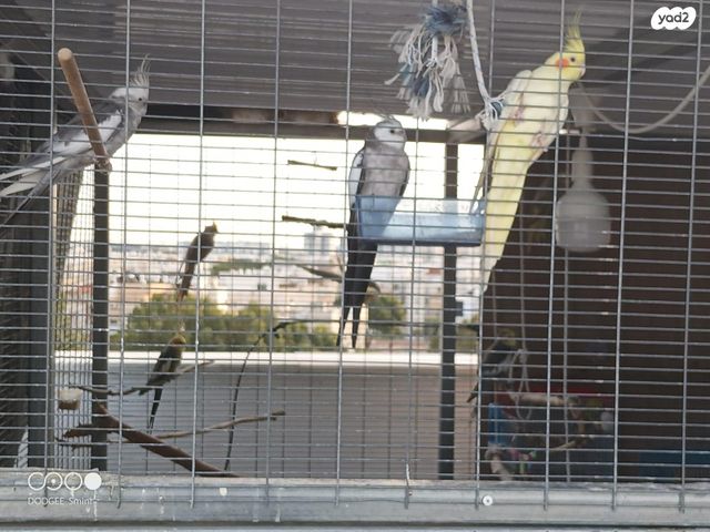 תמונת מודעה - חיות מחמד