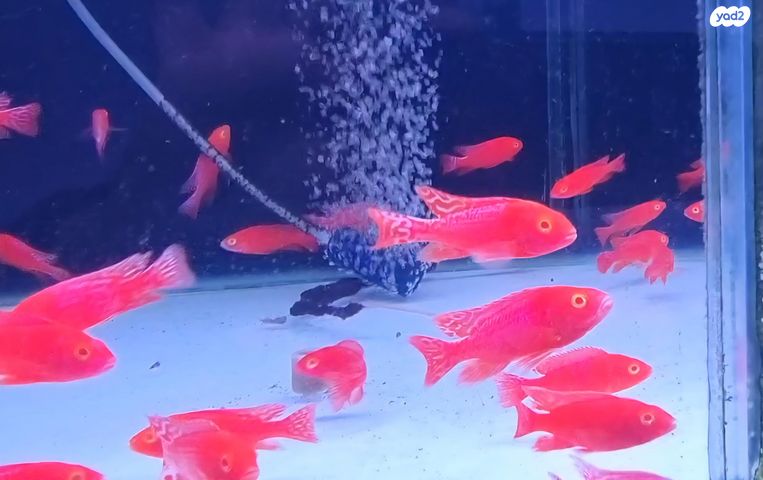 דג ציקלידים