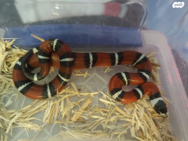 זוחל מילק סנייק