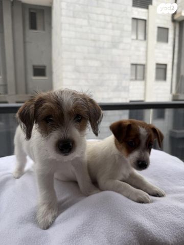 כלב ג'ק ראסל טרייר