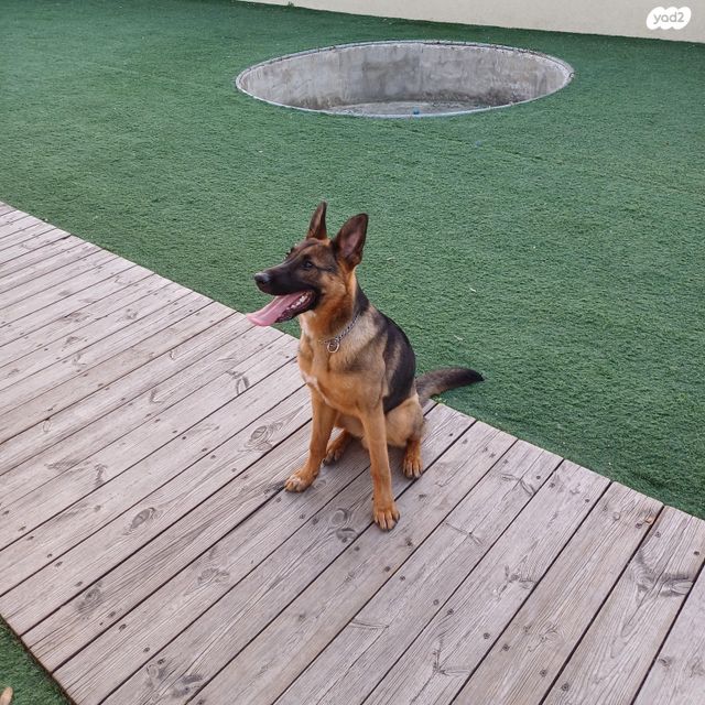 כלב רועה גרמני