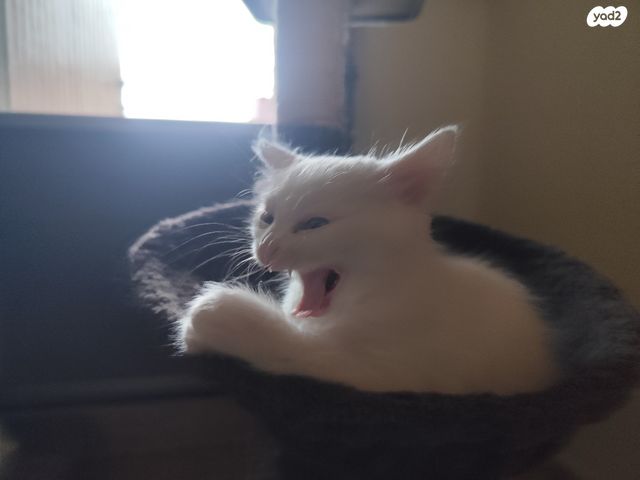 חתול אנגורה