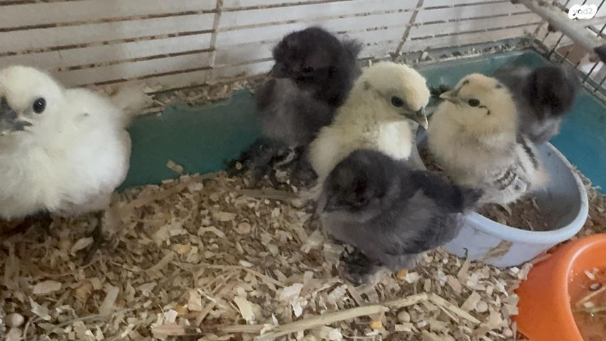 חיית משק פולני