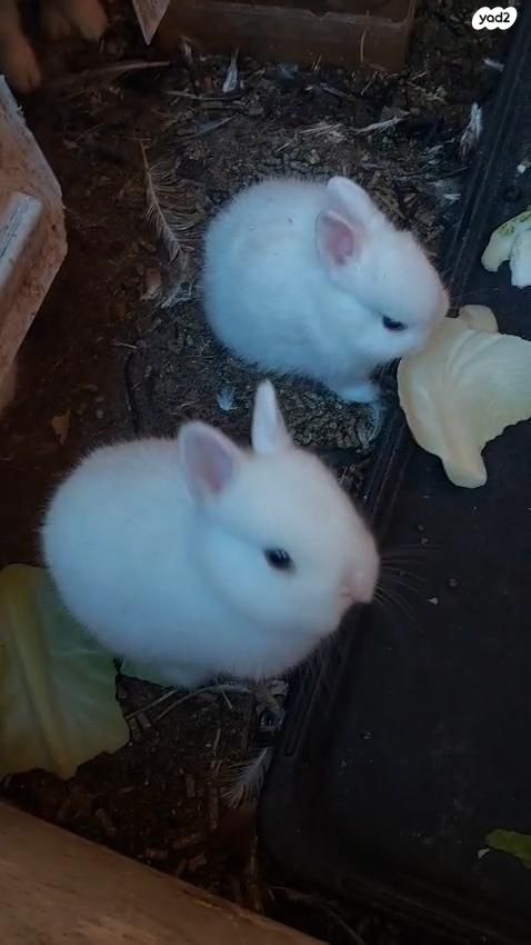 מכרסם ארנב ננסי