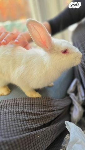 מכרסם ארנב \ שפן