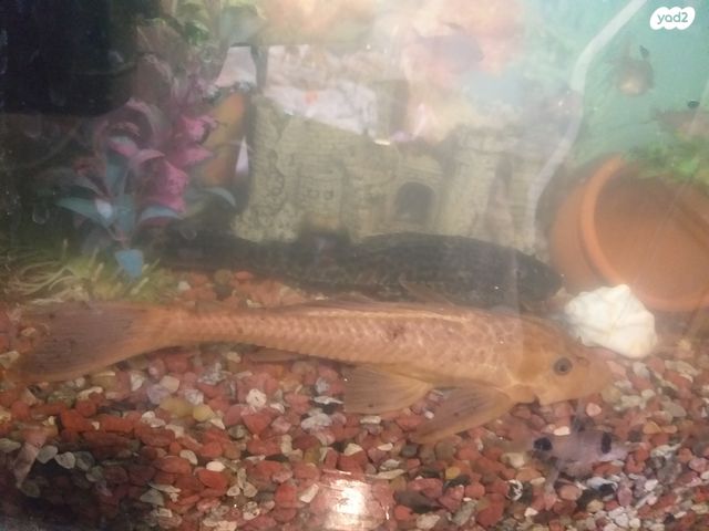 דג דגי חתול