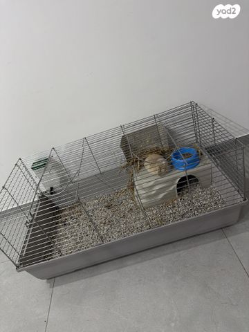 מכרסם ארנב שמוט אוזניים