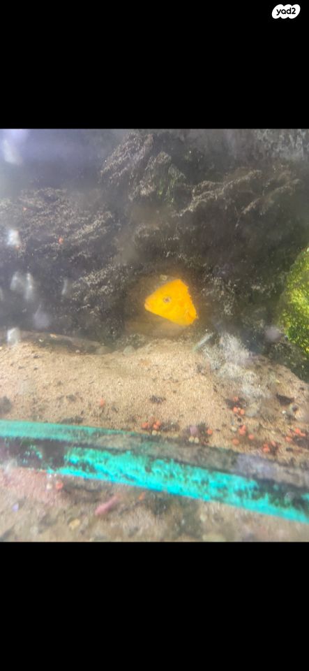 דג ציקלידים