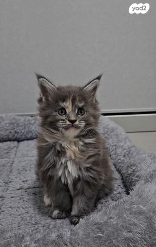 חתול מיין קון