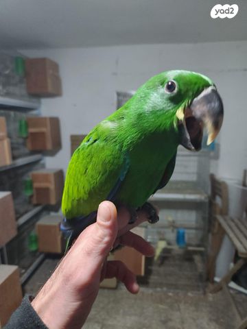 תוכי אקלקטוס