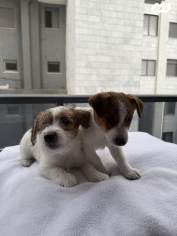 כלב ג'ק ראסל טרייר