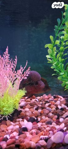 דג ציקלידים