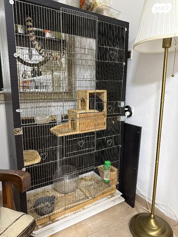 מכרסם צ'ינצ'ילה