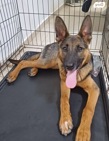 כלב רועה גרמני