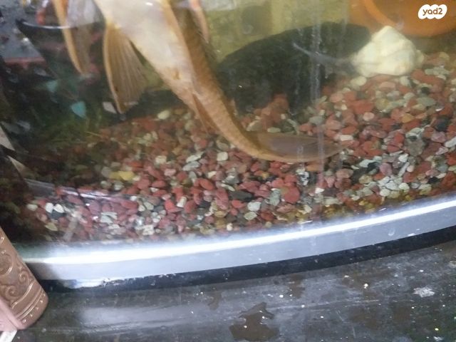 דג דגי חתול