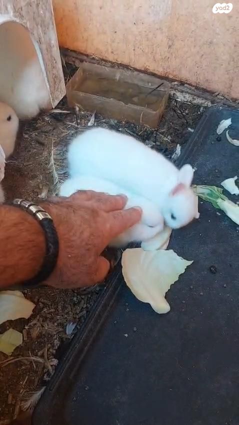 מכרסם ארנב ננסי