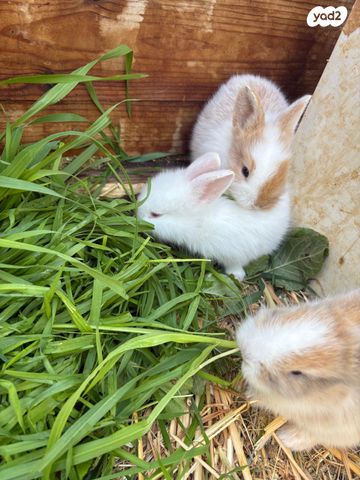 מכרסם ארנב \ שפן