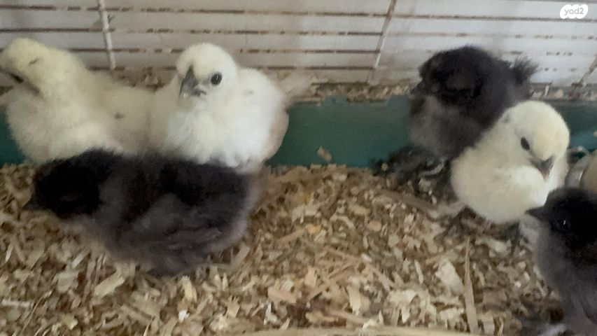 חיית משק פולני