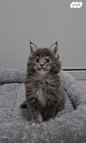 חתול מיין קון