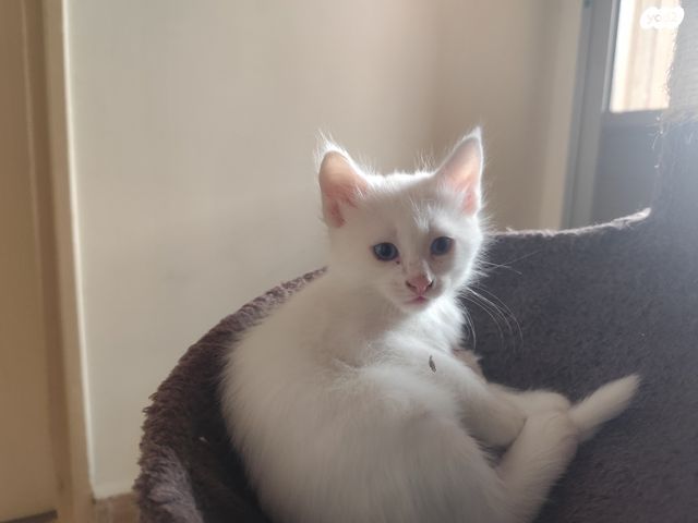 חתול אנגורה