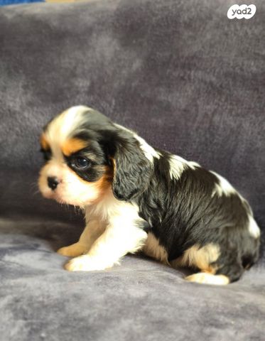 כלב קבליר קינג צ'ארלס