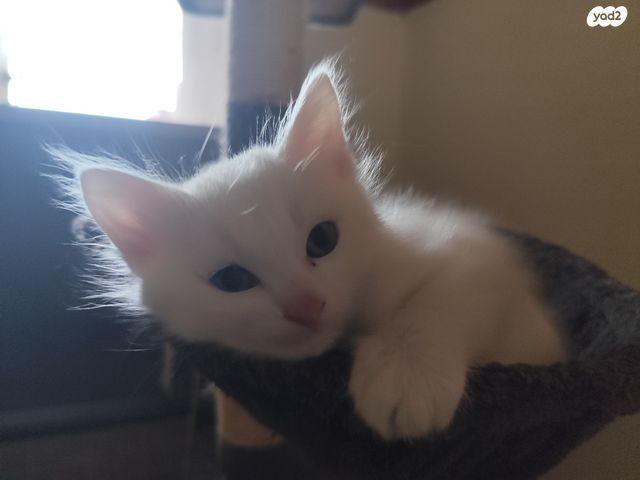 חתול אנגורה