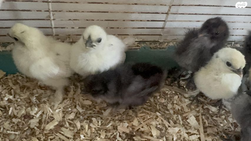 חיית משק פולני