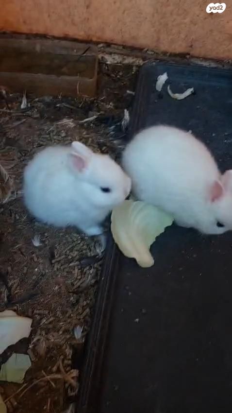 מכרסם ארנב ננסי