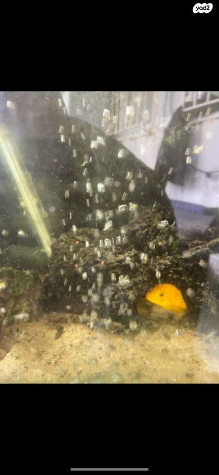 דג ציקלידים