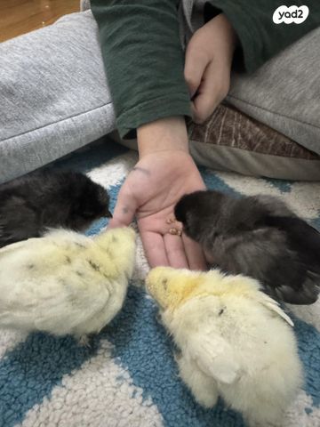 חיית משק פולני