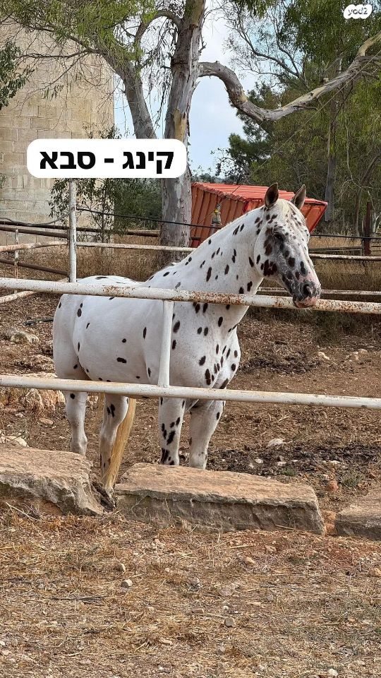 סוס קווטר