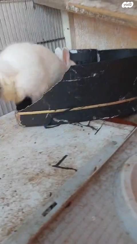 מכרסם ארנב ננסי