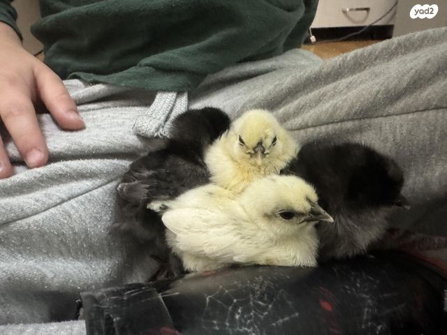 חיית משק פולני