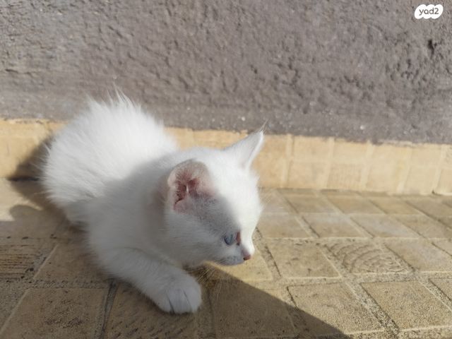 חתול אנגורה