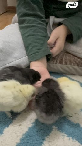 חיית משק פולני