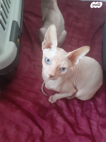 חתול ספינקס