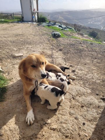 תמונת מודעה - חיות מחמד