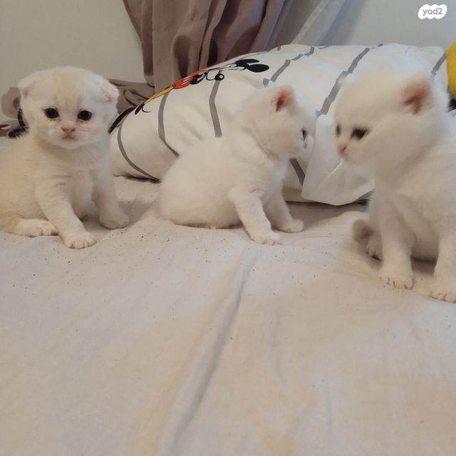 תמונת מודעה - חיות מחמד