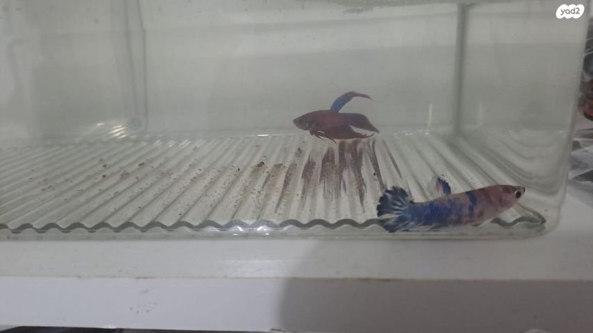 תמונת מודעה - חיות מחמד