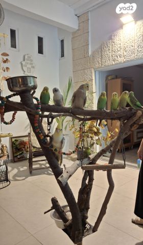 תמונת מודעה - חיות מחמד