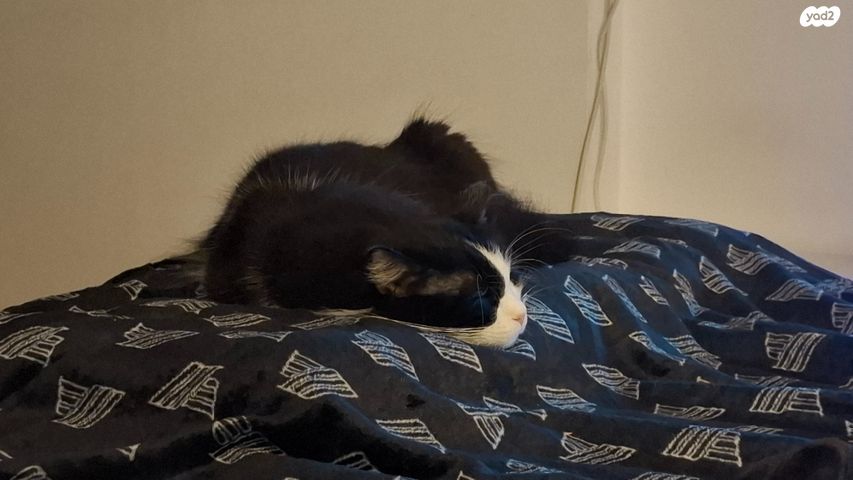 תמונת מודעה - חיות מחמד