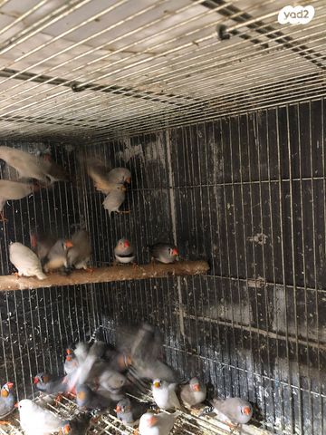 תמונת מודעה - חיות מחמד