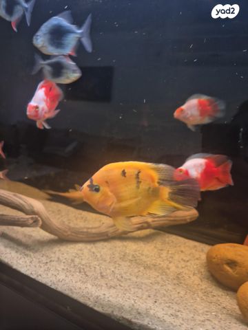 תמונת מודעה - חיות מחמד