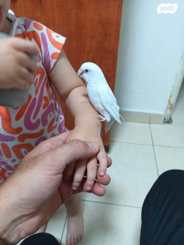 תמונת מודעה - חיות מחמד