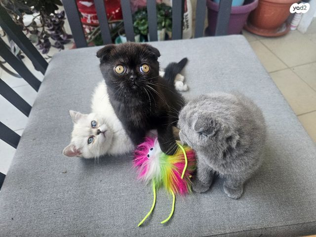 תמונת מודעה - חיות מחמד